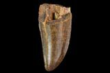 Serrated, Partial Tyrannosaur Tooth - Montana #111010-1